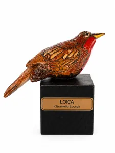Loica
