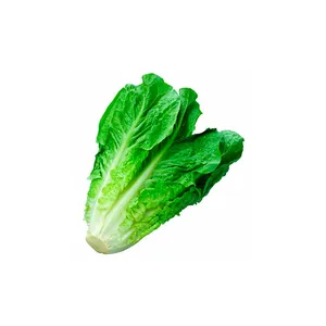 LECHUGA COSTINA (1 UN)