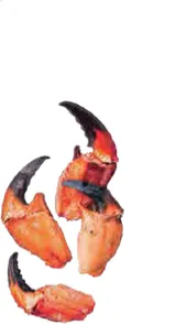 Pinzas de Jaiba 1 kg