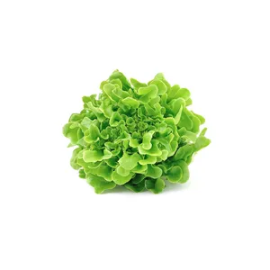 CAJA LECHUGA FRANCESA (12-14 UNI)