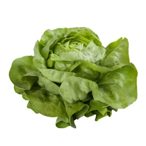 Semilla de lechuga peletizada Fabietto