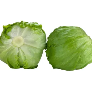 Semilla de lechuga peletizada Brissamar