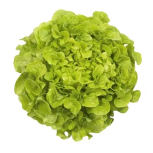 Semilla de lechuga peletizada Kristine