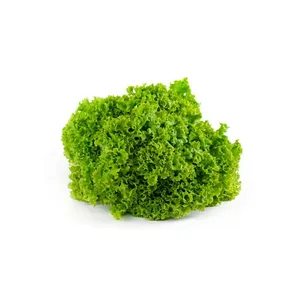 LECHUGA HIDROPONICA LOLLO BIONDA (1 UN)