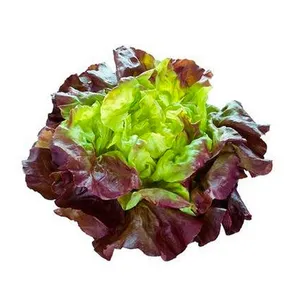 Lechuga francesa