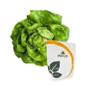 Semilla Plantec Lechuga Anthem