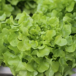 Semilla Enza Zaden Lechuga Vizir