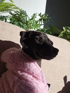 Menú de cachorros