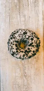 Donut Oreo rellena vainilla