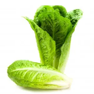 Semilla de lechuga peletizada Conan