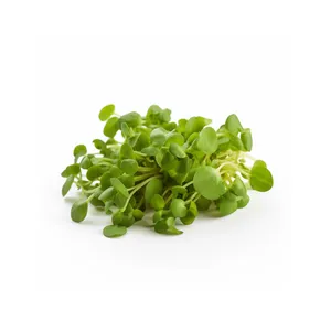 BROTE DE ALFALFA KG