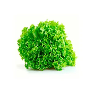Lechuga Hidroponica