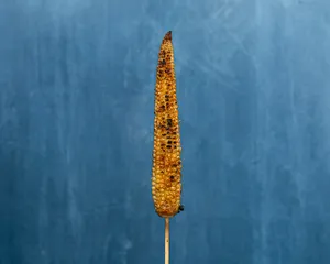 Yakitori de Elote Baby