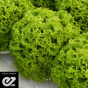Semilla Enza Zaden Lechuga Dabi