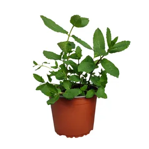 Planta Menta