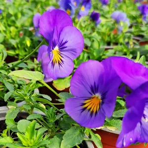 Pack 6 Pansy cool wave blue sky