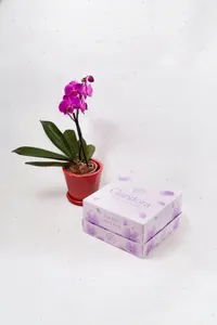 Orquídea con maceta Trinitate