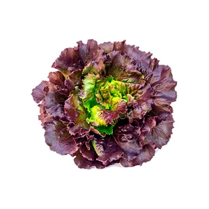 CAJA LECHUGA MARINA