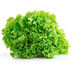 Semilla de lechuga peletizada Locarno