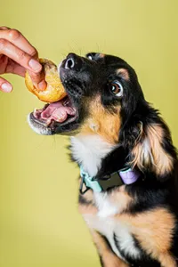 Dog-chou