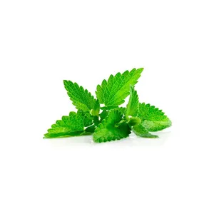MENTA KG