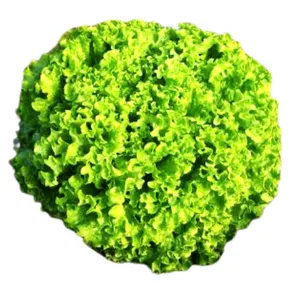 Semilla de lechuga peletizada Lirice