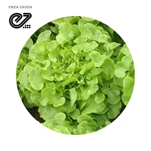 Semilla Enza Zaden Lechuga Vizir