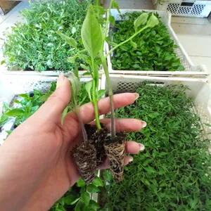 Pack 10 Almácigos de Hortalizas de fruto