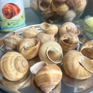 Conchas de Caracol
