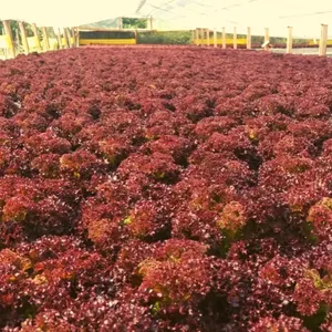 Semilla de lechuga peletizada Concorde