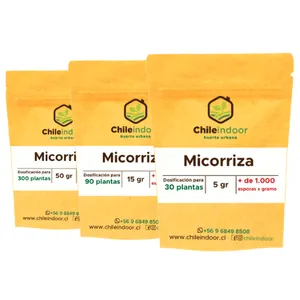 Micorriza