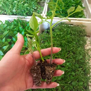 Pack 10 Almácigos de Hortalizas de fruto