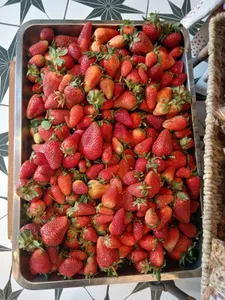 FRUTILLA ORGANICA