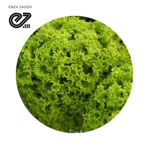 Semilla Enza Zaden Lechuga Dabi