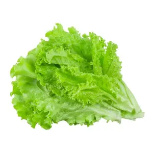 Lechuga
