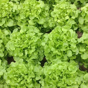 Semilla Enza Zaden Lechuga Vizir