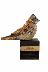 Chincol