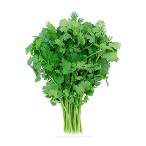 Cilantro