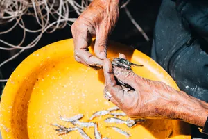 Imagen de diseño large