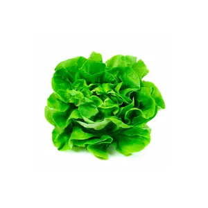 CAJA LECHUGA ESPAÑOLA (12-14 UNI)