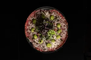 Carpaccio de res con pesto