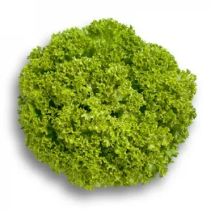 Semilla de lechuga peletizada Levistro