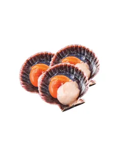 Ostión Media Concha 500grs. Ostión Media Concha 500grs.