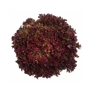 LECHUGA HIDROPONICA LOLLO ROSSO (1 UN)