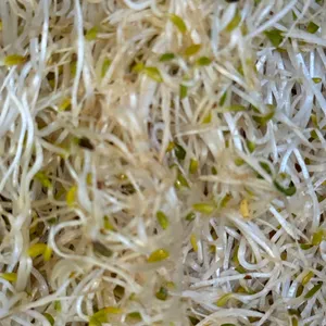 Brotes Organicos