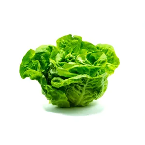 Lechuga