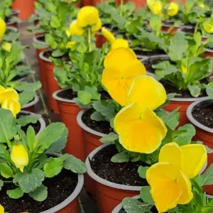 Pack 6 Pansy matrix yellow