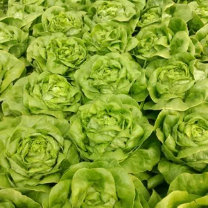Semilla de lechuga peletizada Ballerina